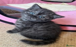 British Shorthair cats for sale: British short hair male kitten - Image 5