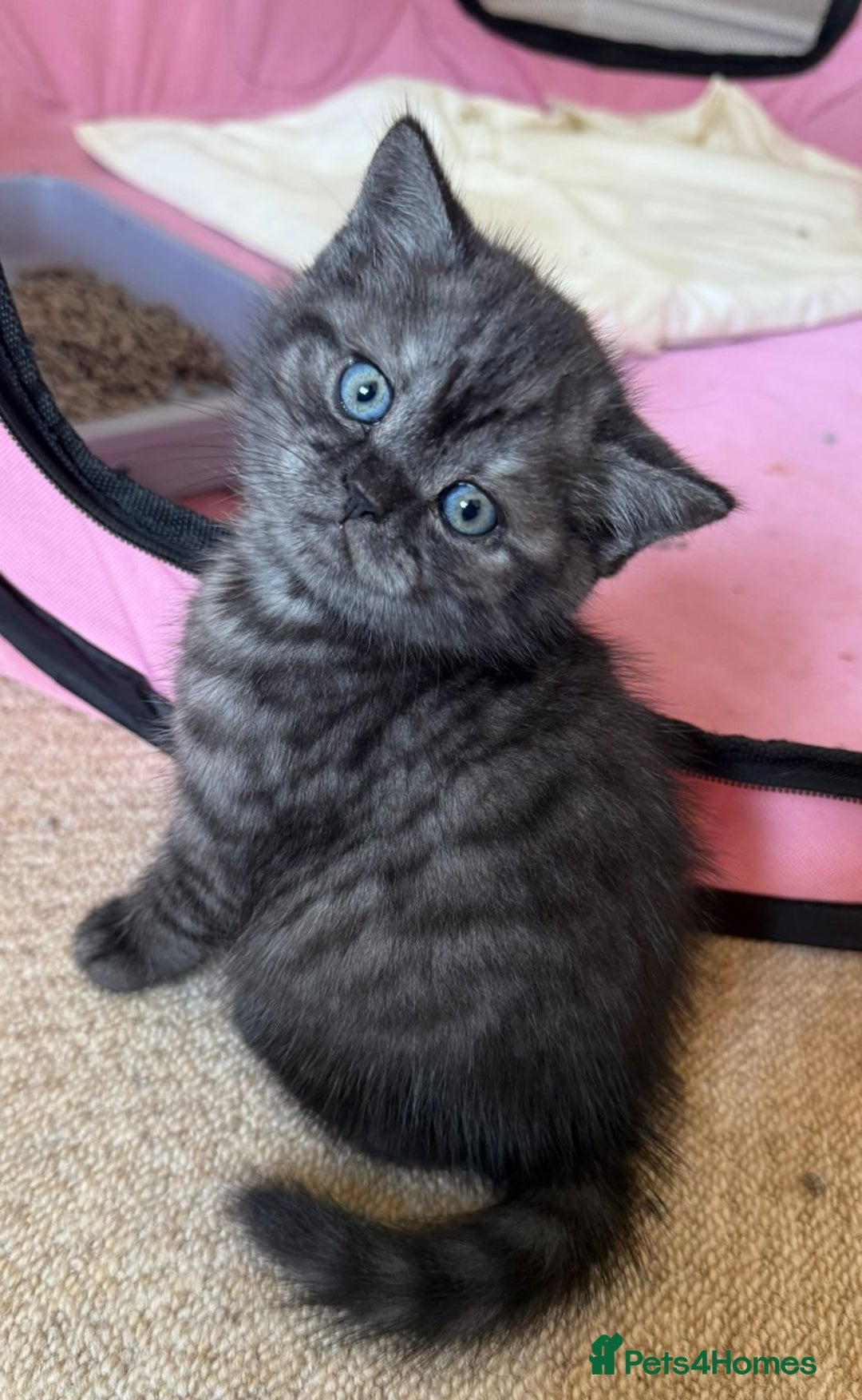 British Shorthair cats for sale: British short hair male kitten - Image 5