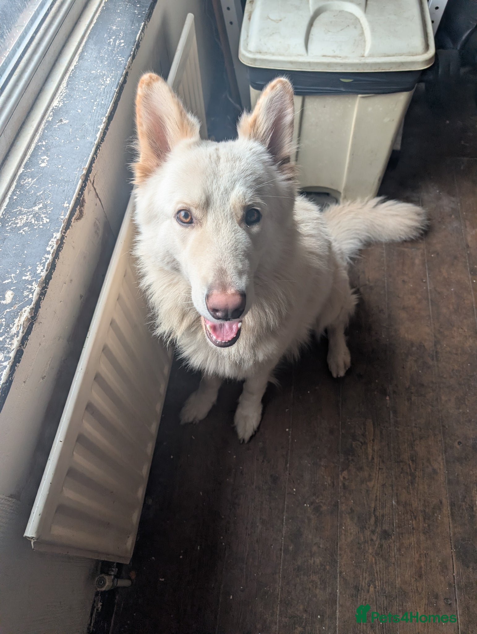 White Swiss Shepherd dogs WHITE shepherds. - Advert 13