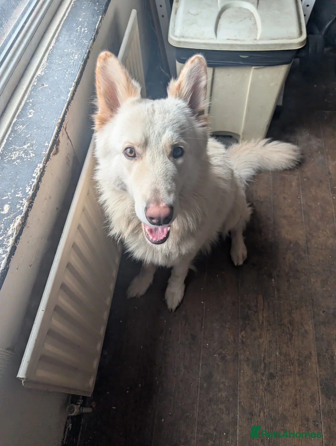 White Swiss Shepherd dogs for sale: WHITE shepherds. - Advert 1