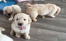 Golden Retriever dogs for sale: Fyffrind Meadow (Miss Purple)  - KC Reg. Goldies from a 5 Star Registered Breeder  - Image 6