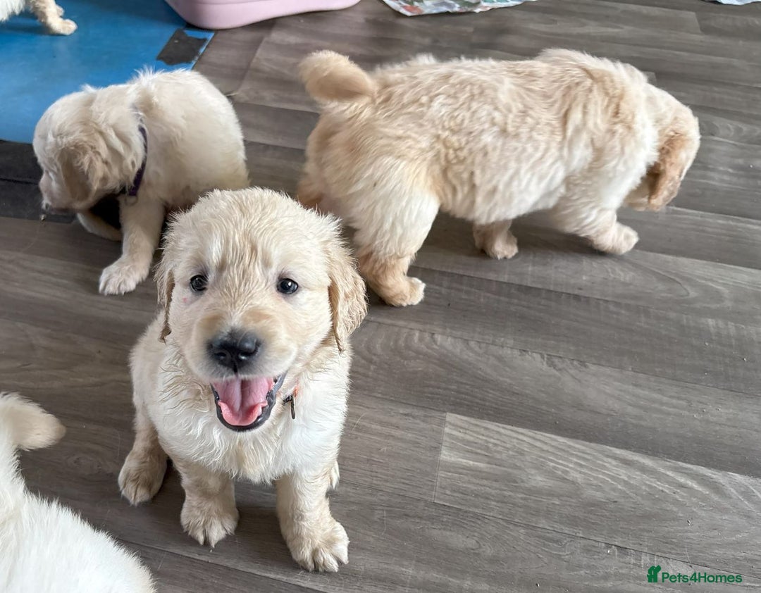 Golden Retriever dogs for sale: Fyffrind Meadow (Miss Purple)  - KC Reg. Goldies from a 5 Star Registered Breeder  - Image 6