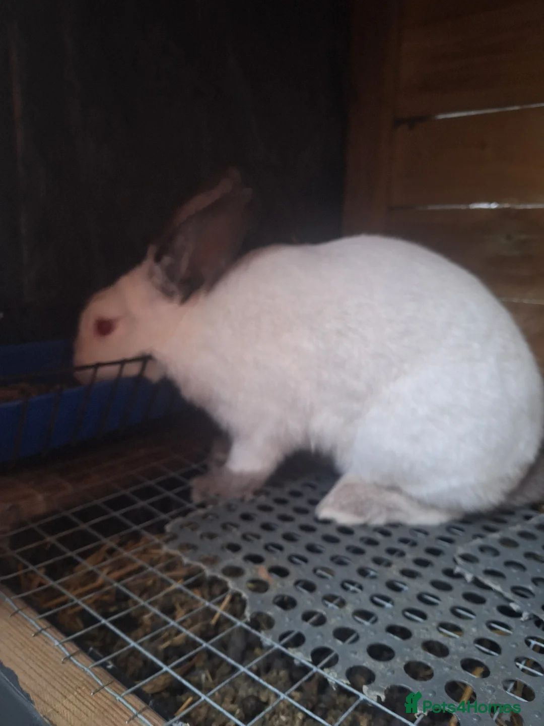 New Zealand rabbits for sale: New Zealand white cross with Californian Rabbits - Advert 9