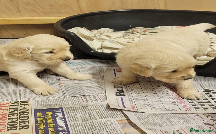 Golden Retriever dogs Golden retrievers  - Advert 3