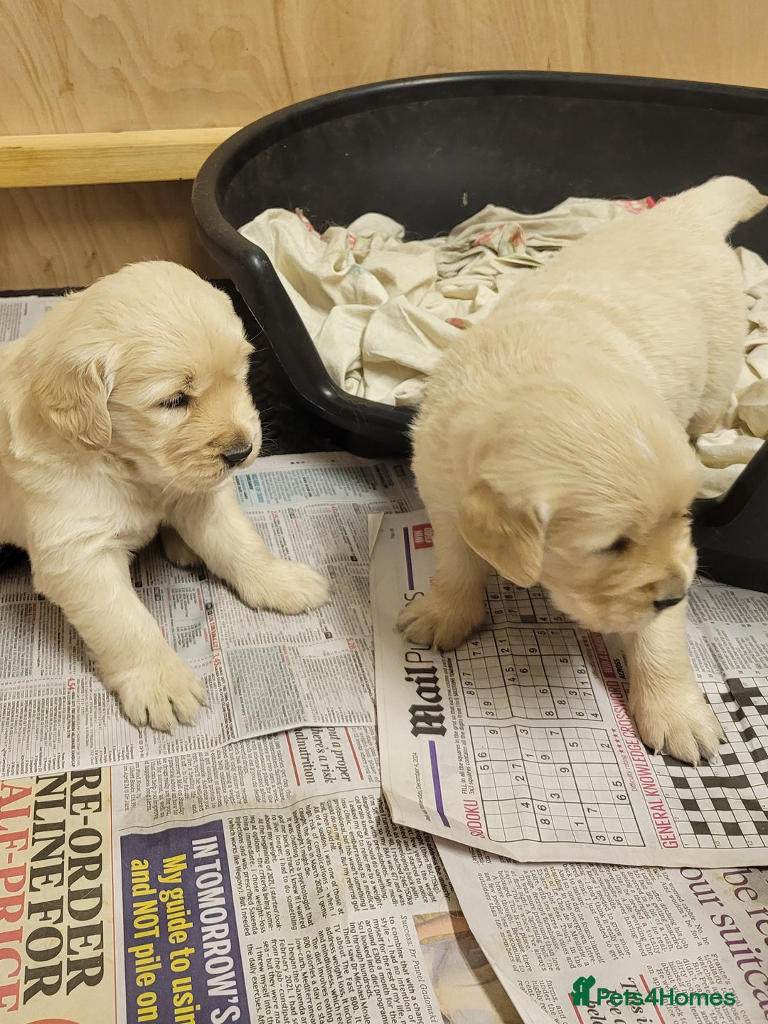 Golden Retriever dogs for sale: Golden retrievers  - Advert 1