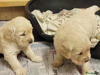 Golden Retriever dogs Golden retrievers - Advert 17