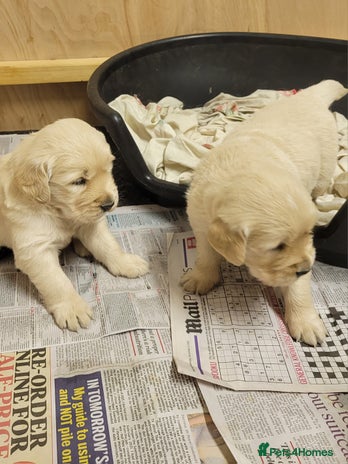 Golden Retriever dogs Golden retrievers - Advert 1