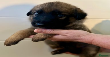 German Shepherd dogs - Advert 3