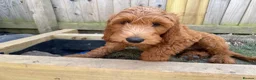 Irish Doodle dogs for sale: Irish Gordon Doodles - Advert 22