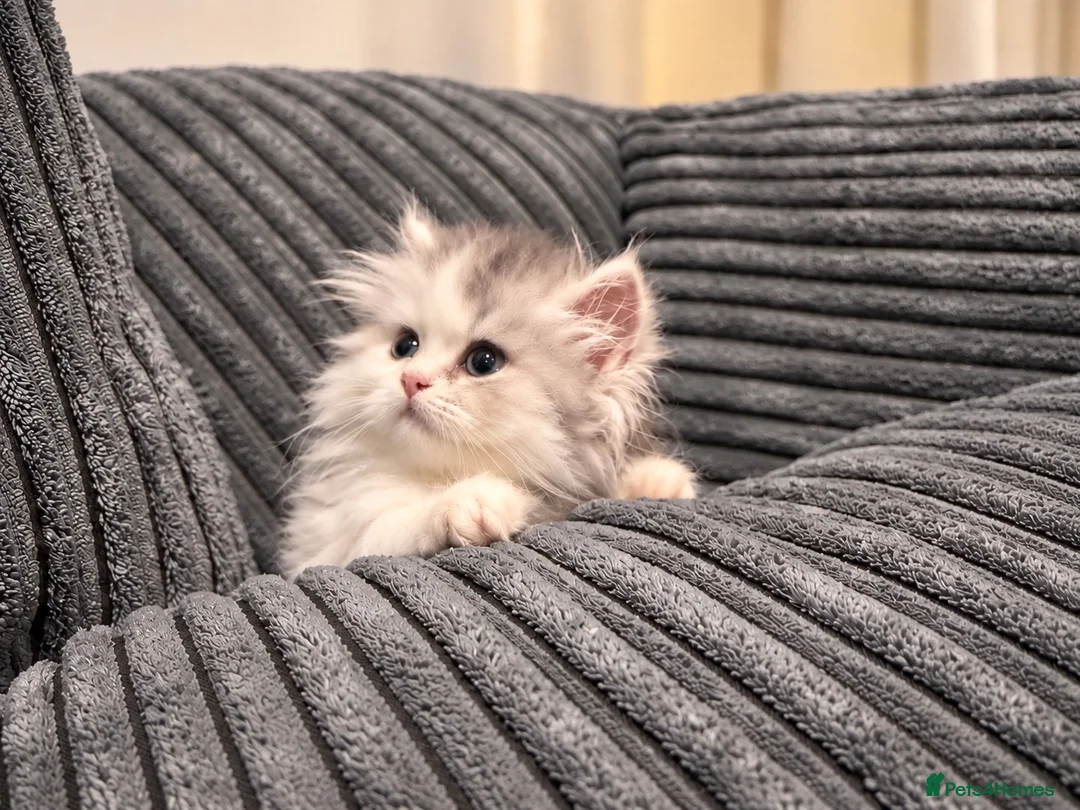 Napoleon cats for sale: Purebred Silver & White Short-Legged Minuet Girl  - Advert 1