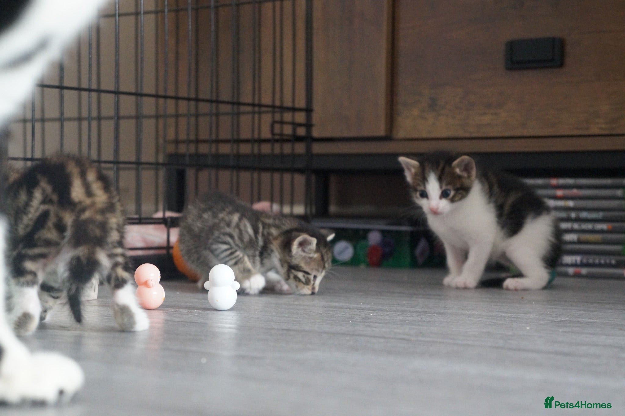 Domestic Shorthair cats 3 kittens for sale  - Advert 1