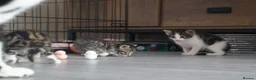 Domestic Shorthair cats for sale: 3 kittens for sale  in Tamworth - Advert 1