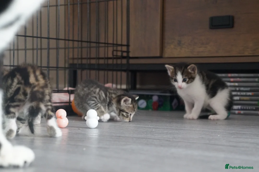 Domestic Shorthair cats for sale: 3 kittens for sale  in Tamworth - Advert 1