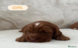 Cockapoo dogs for sale: F1 Show Type Cockapoo Puppies - Image 3