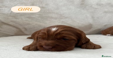 Cockapoo dogs - Advert 3