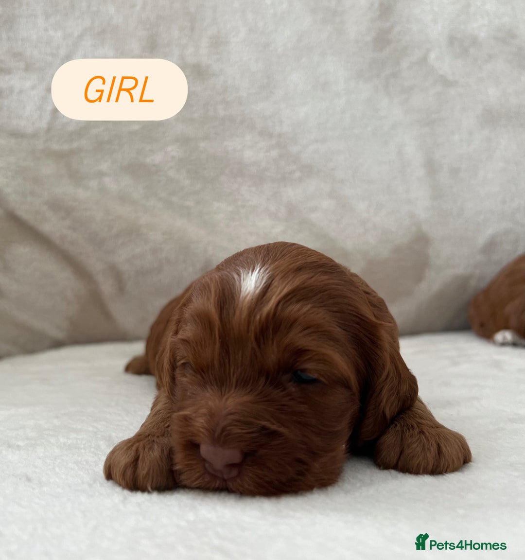 Cockapoo dogs for sale: F1 Show Type Cockapoo Puppies - Image 3