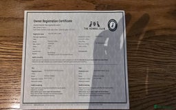 Golden Retriever dogs for stud: Golden Retriever Stud-Meet Hamish - Advert 10