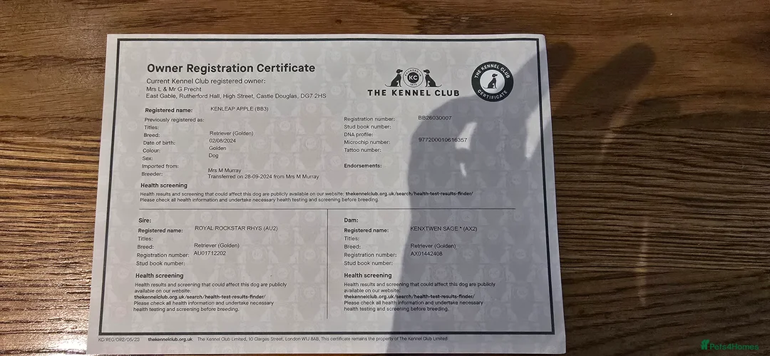 Golden Retriever dogs for stud: Golden Retriever Stud-Meet Hamish - Advert 12