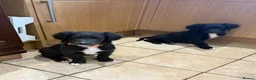 Sheepadoodle dogs for sale: Stunning Sheepadoodle puppies  - Advert 16