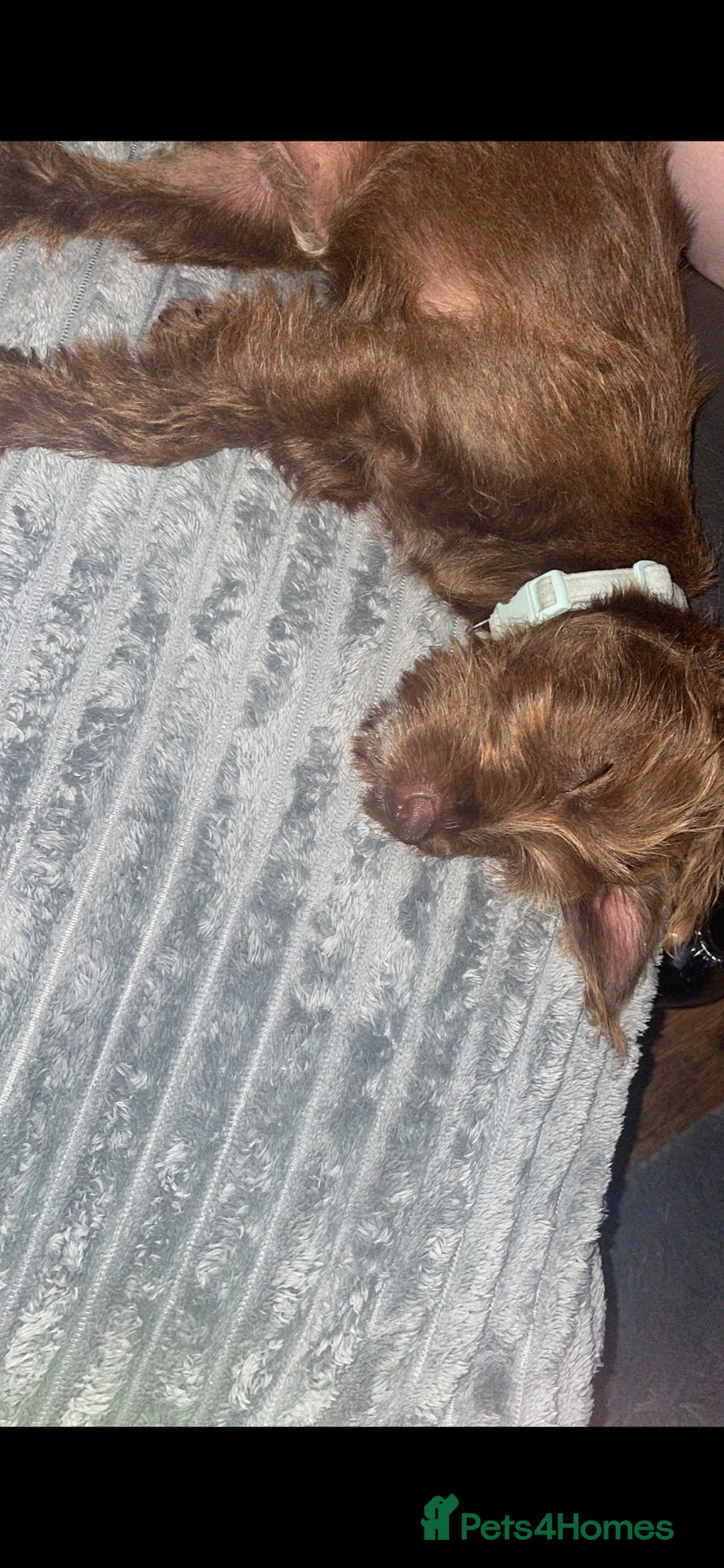 Mixed Breed dogs for sale: Loverly 7 month old patterdale  - Advert 2