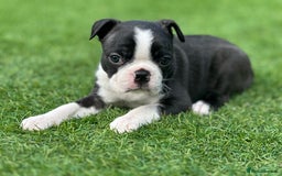 Boston Terrier dogs for sale: WILDAX Boston Terrier pups (2 girls left!) - Image 16