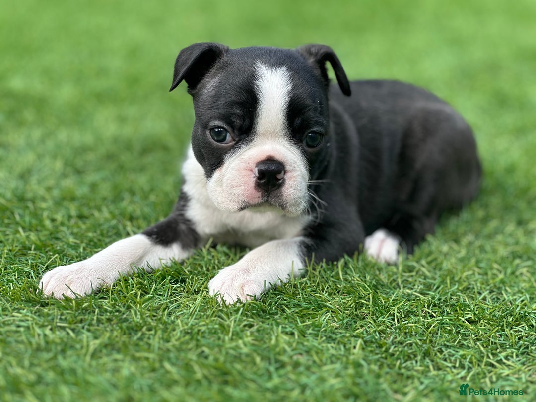 Boston Terrier dogs for sale: WILDAX Boston Terrier pups (2 girls left!) - Image 16