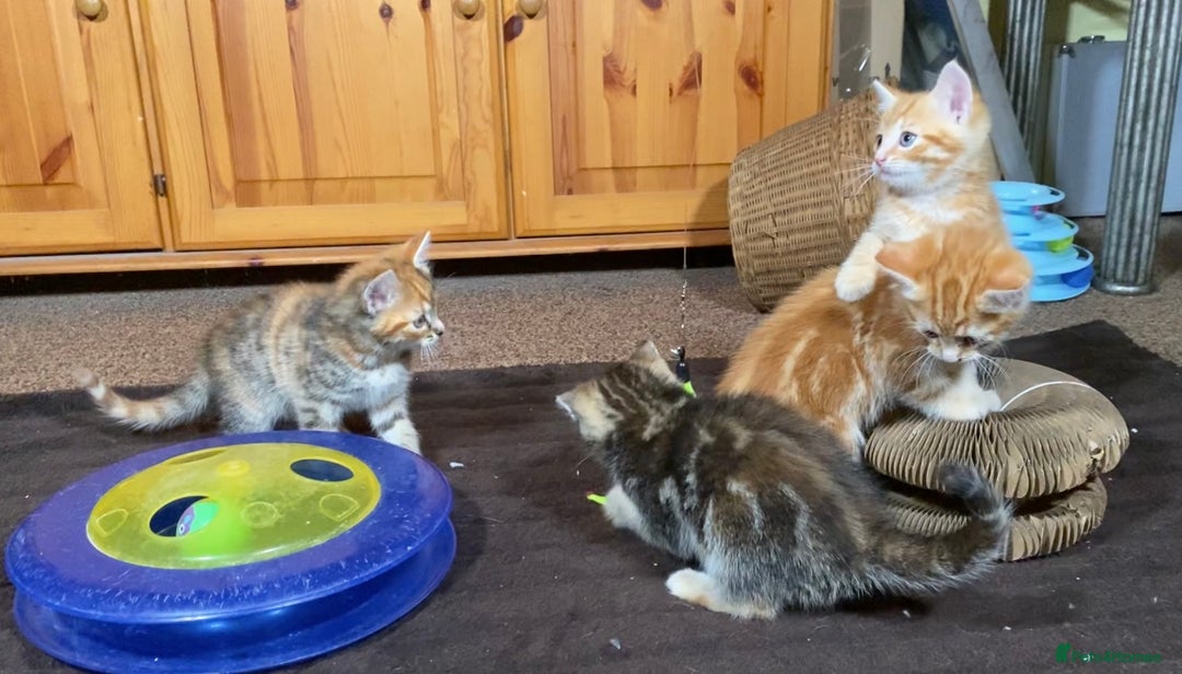 Mixed Breed cats for sale: Gorgeous Ginger And Tortoiseshell Female Kittens - Advert 15