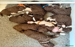 Spanish Water Dog dogs for sale: Spanish Water Dog Puppies  - Image 9