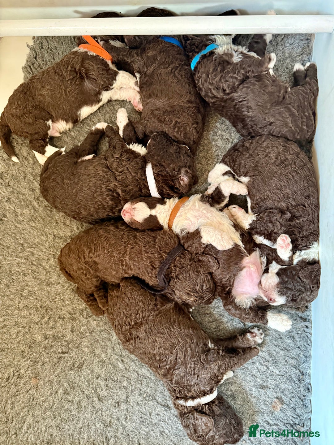 Spanish Water Dog dogs for sale: Spanish Water Dog Puppies  - Image 9