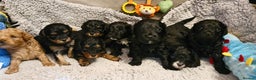 Cavapoo dogs for sale: Gorgeous F1b Cavapoo puppys Health tested parents  - Advert 1
