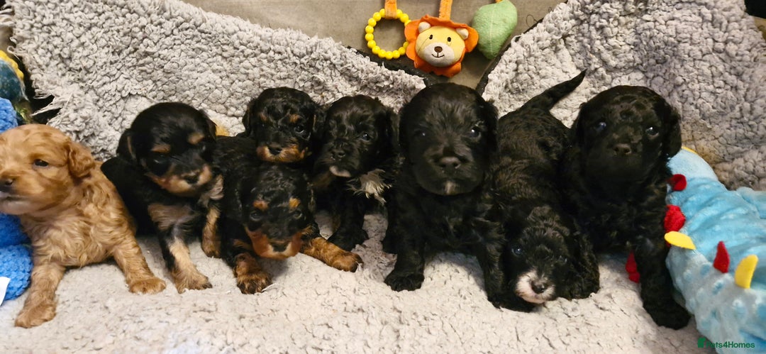 Cavapoo dogs for sale: Gorgeous F1b Cavapoo puppys Health tested parents  - Advert 1
