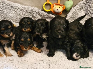 Cavapoo dogs Gorgeous F1b Cavapoo puppys Health tested parents - Advert 1