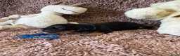 Cocker Spaniel dogs for sale: Excellent pedigree Cocker Pups Farlavale / Rowston - Advert 12