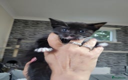 Domestic Shorthair cats for sale: Kittens - Image 1