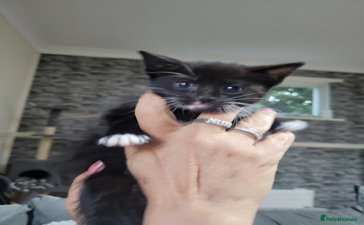 Domestic Shorthair cats - Advert 1