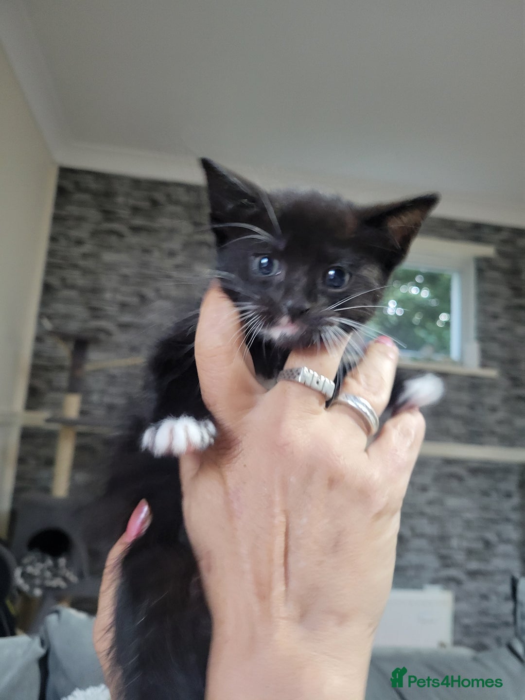 Domestic Shorthair cats for sale: Kittens - Image 1