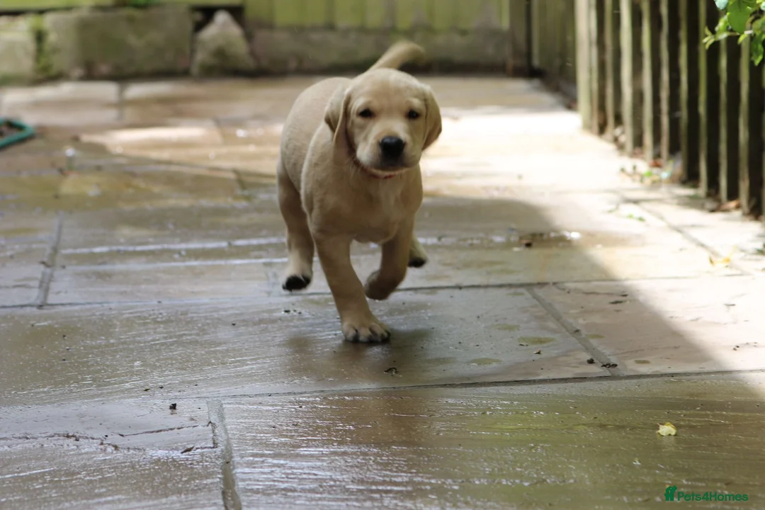 Labrador Retriever dogs for sale: 2 Yellow dog pups available - Strong working lines - Advert 2