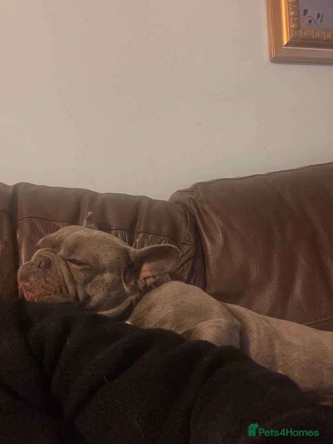 French Bulldog dogs for sale: Frenchie female - Advert 20