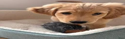 Golden Retriever dogs for sale: 10-Month-Old KC Registered Golden Retriever  - Advert 12