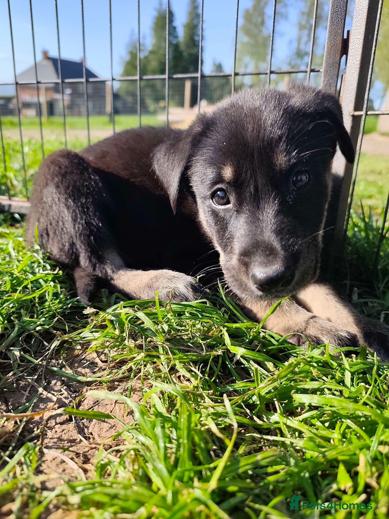 German Shepherd dogs 6 Beautiful German Shepherd Puppies (5 LEFT) - Advert 16