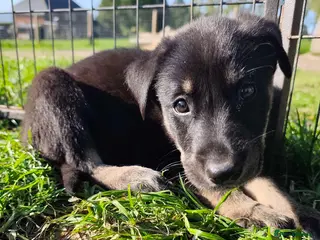 German Shepherd dogs 6 Beautiful German Shepherd Puppies (5 LEFT) - Advert 16