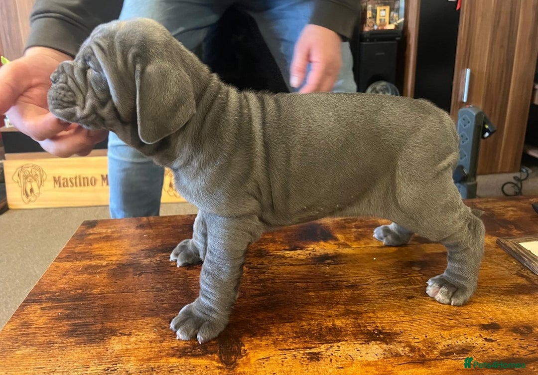 Neapolitan Mastiff dogs for sale: Makaevo Puppies - Advert 21