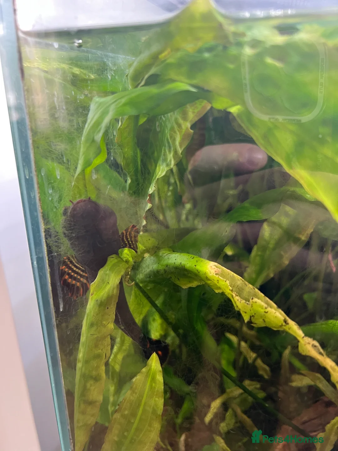 Other/Mixed Breed fish for sale: 3x snakeheads channa blehri  in London - Advert 2