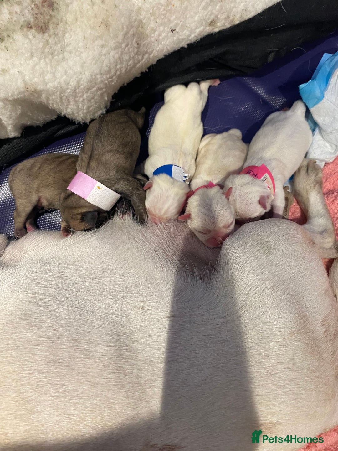 Pug dogs for sale: Pug puppies for sale - Advert 2