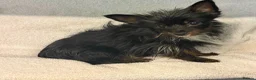 Yorkshire Terrier dogs for adoption: DAISY – Tiny Yorkshire Terrier - Advert 4