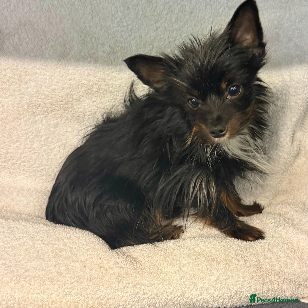 Yorkshire Terrier dogs for adoption: DAISY – Tiny Yorkshire Terrier - Advert 4