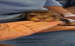 Yorkshire Terrier dogs for sale: 1 Boy & 3 Girls with Unique Coats - Image 6