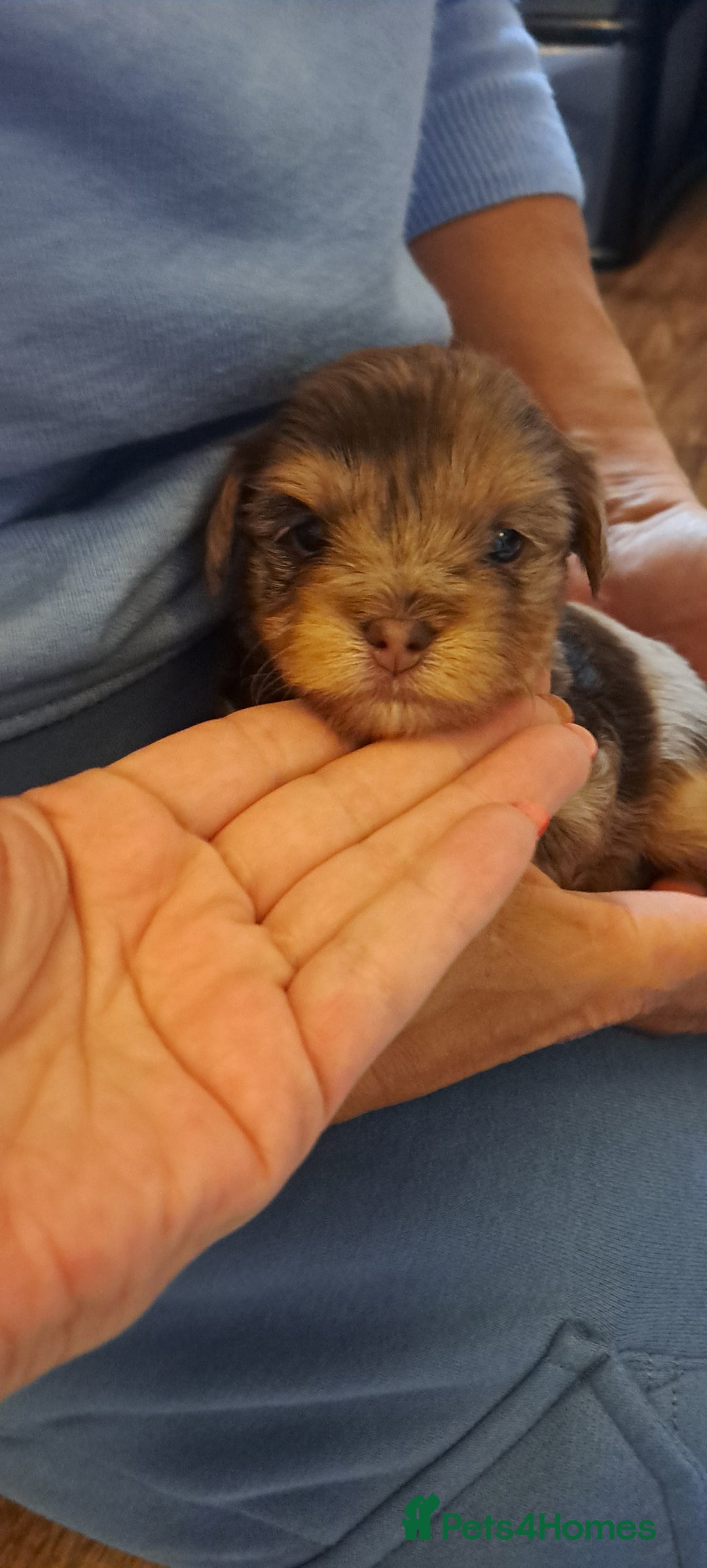 Yorkshire Terrier dogs for sale: 1 Boy & 3 Girls with Unique Coats - Image 6