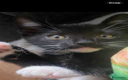 Mixed Breed cats for sale: 2 kittens left ready now! - Image 5