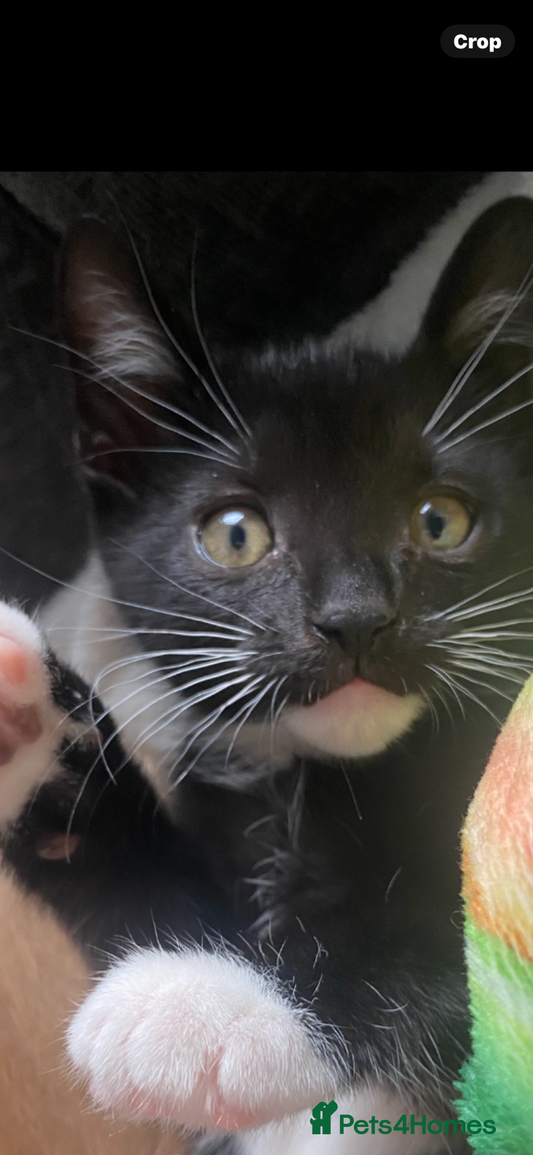 Mixed Breed cats for sale: 2 kittens left ready now! - Image 5